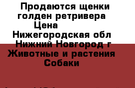 Продаются щенки голден ретривера › Цена ­ 25 000 - Нижегородская обл., Нижний Новгород г. Животные и растения » Собаки   